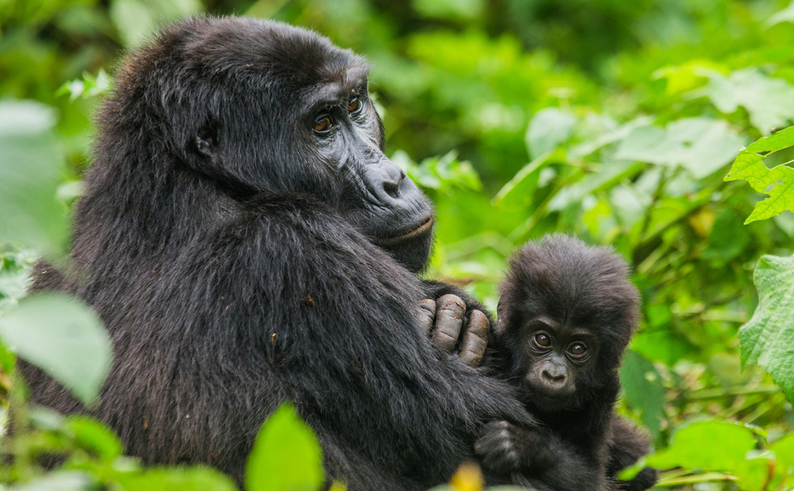 Mountain Gorilla Trekking Rwanda and Uganda